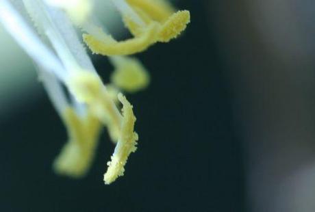 lonicera fragrantissima pollen 3 mars 2011 004.jpg