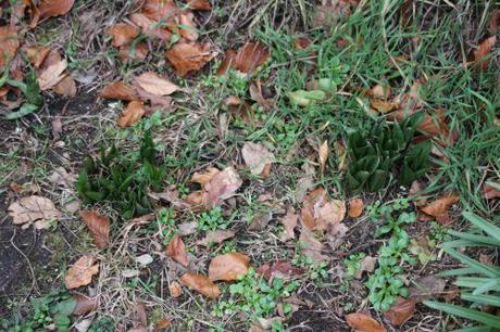 3 colchiques veneux 31 janv 2014 023.jpg