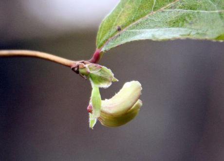 6 lonicera veneux 30 janv 2014 037.jpg