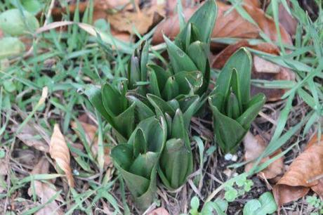 4 colchiques veneux 31 janv 2014 024.jpg
