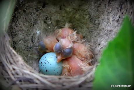 Rétro Juillet 2013...