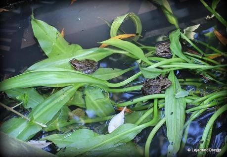 Rétro Juillet 2013...