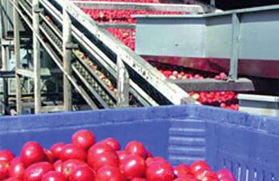 Journée régionale technique à Annaba sur la filière tomate industrielle : La problématique de l’amélioration de la production