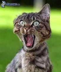 bon sang mais c'est bien sûr