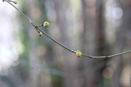cornus mas 2 fev 2014 001.jpg