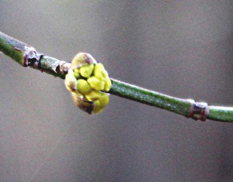 cornus mas rec 2 fev 2014 p 001.jpg
