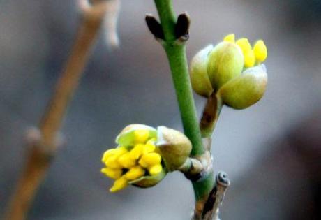 cornus officinalis 1 fev 2014 006.jpg