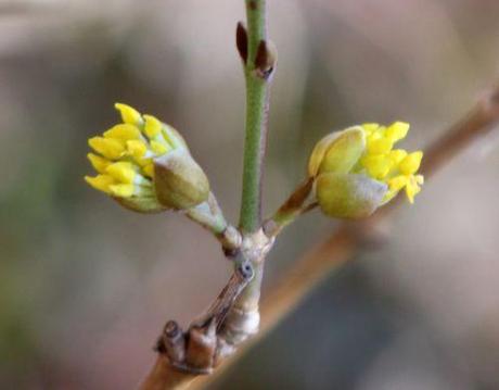 cornus officinalis 1 fev 2014 019.jpg