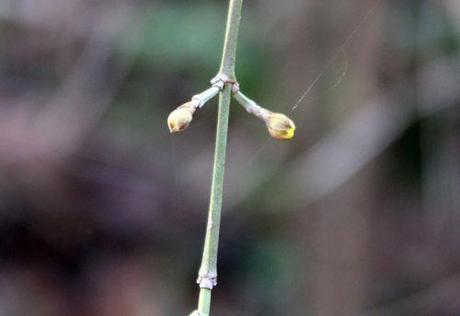 cornus mas 2 fev 2014 004.jpg