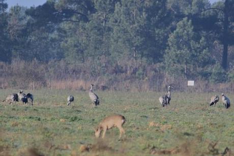 grues et chevreuil