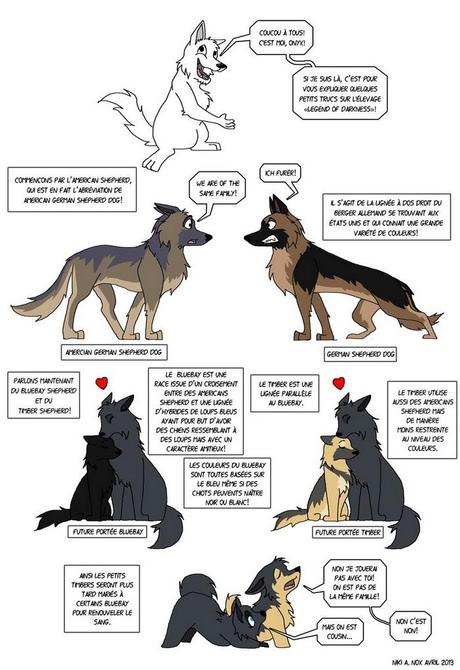 legend of darkness – lignée race Blue Bay Shepherds