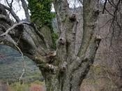 L’association A.R.B.R.E.S