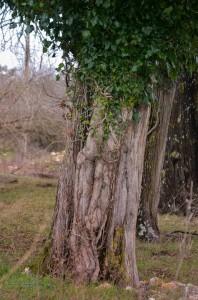 1557713_624564217591510_1805613266_n