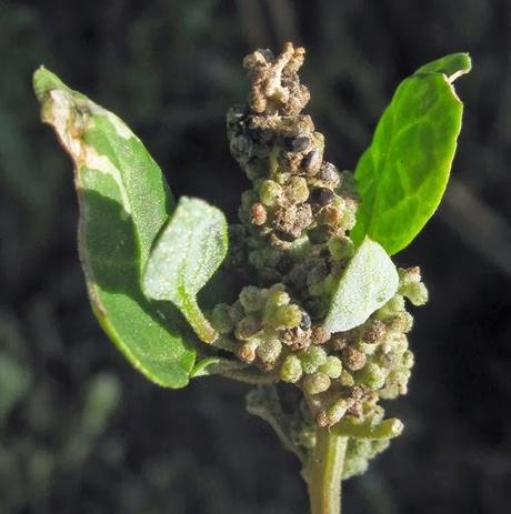 Chenopodium vulvaria (Chénopode fétide)