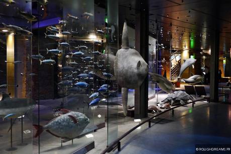 GrandeGaleriedelEvolution_05