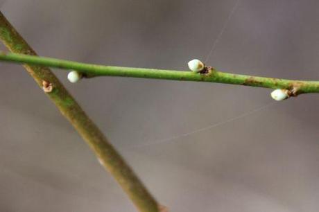 cherry plum ruby romi 1 fév 2014 055.jpg