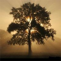 Créer des entreprises qui soient des arbres et pas des buissons ? arton231-1f619