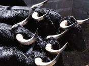 nouveau numero toros paru