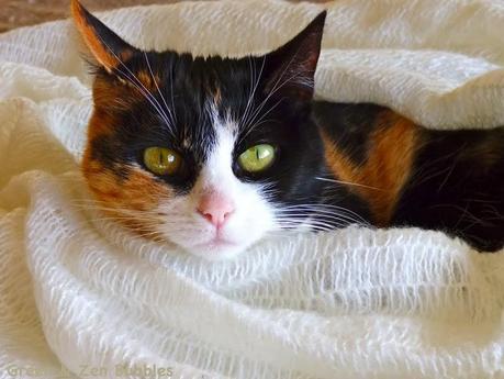 Ambiance blanche (bis)