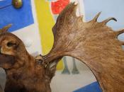 Musée chasse Couvent Cordeliers