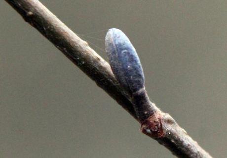 alnus glutinosa romi 6 fev 2014 009 (4).jpg