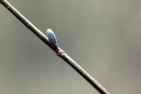 alnus glutinosa romi 6 fev 2014 009 (1).jpg