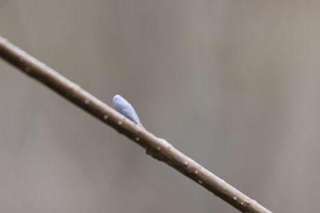 alnus glutinosa romi 6 fev 2014 009 (3).jpg