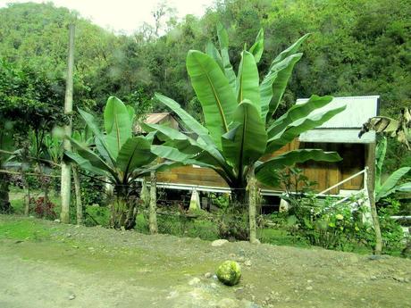 Dans la forêt nuageuse de Chiriboga Dans la forêt nuageuse de Chiriboga