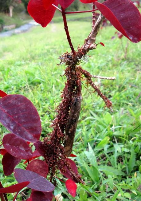 Dans la forêt nuageuse de Chiriboga