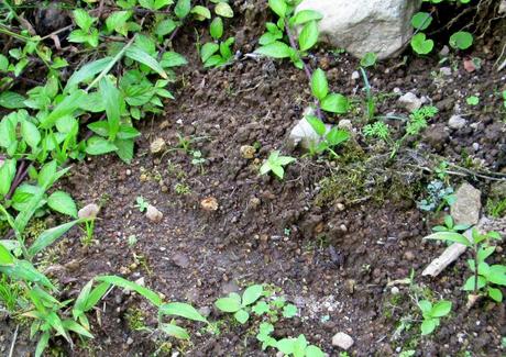Dans la forêt nuageuse de Chiriboga