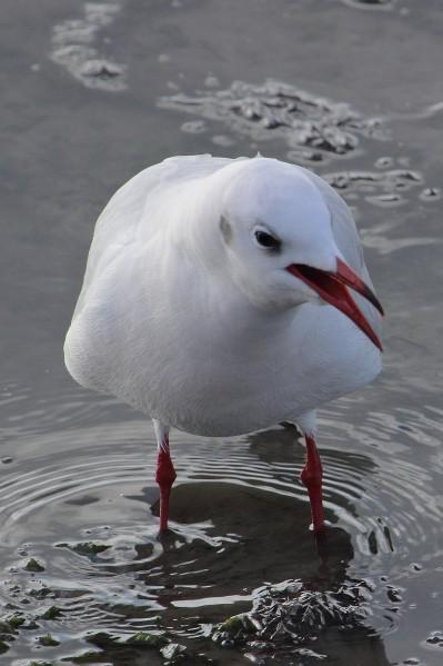 mouette rieuse cropée