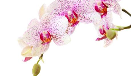 L’orchidée, symbole de bien-être