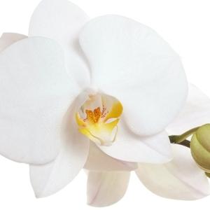 L’orchidée, symbole de bien-être