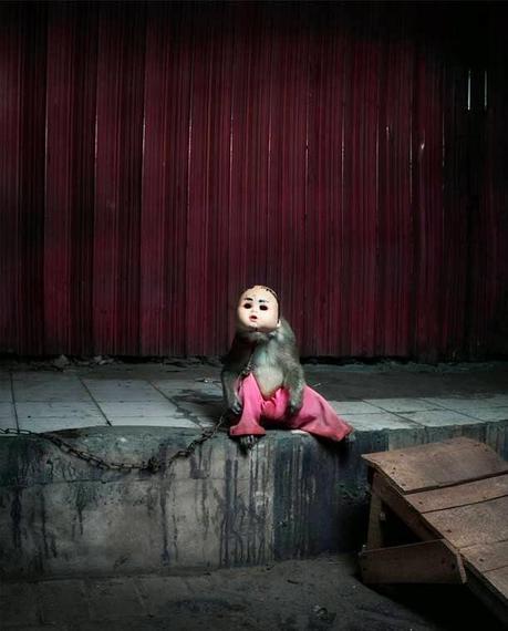 A Kind of you où des singes trop humains (Photographies- Perttu Saska)