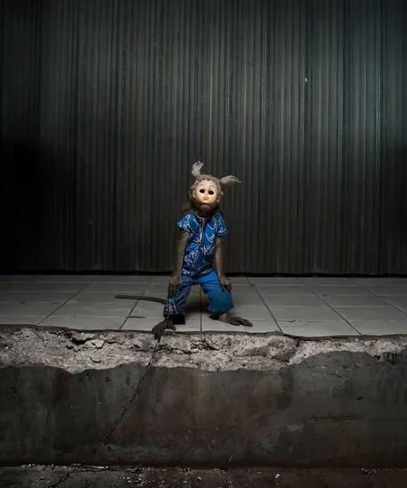 A Kind of you où des singes trop humains (Photographies- Perttu Saska)