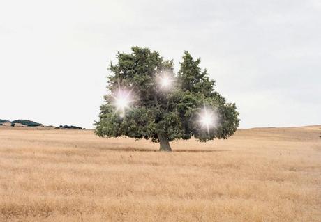 ANDREA GALVANI