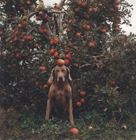 WILLIAM WEGMAN