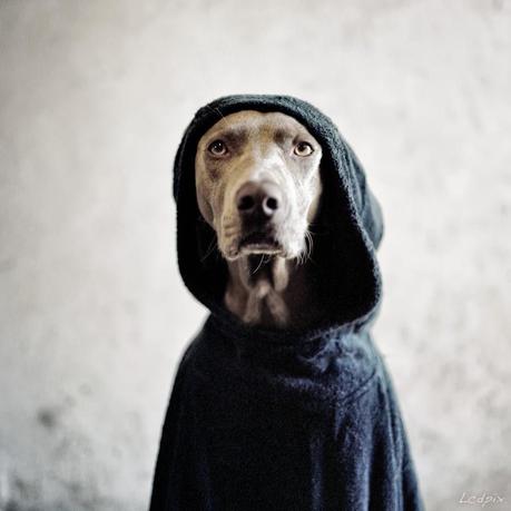 WILLIAM WEGMAN