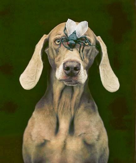 WILLIAM WEGMAN