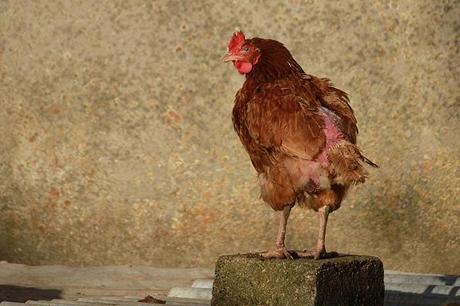 Coq et clocher : Brixey-aux-Chanoines