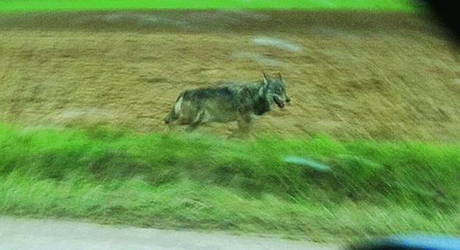 Un loup avait été pris en photo le 6 janvier sur la commune de Poivres, près de Mailly-le-Camp