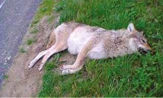 La louve subadulte retrouvée morte sur la route entre Luttelgeest et Marknesse dans le Noordoostpolder Le 4 Juillet 2013