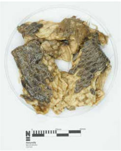 Les restes de castors retrouvés dans l’estomac du loup.