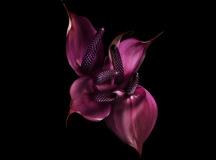 floressence-3-fev-14