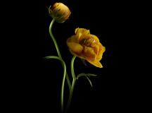 floressence-2-fev-14