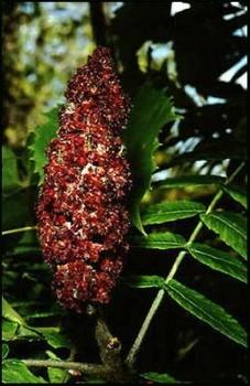 Image Hosted by ImageShack.us