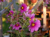 C'est le temps du jardinage !