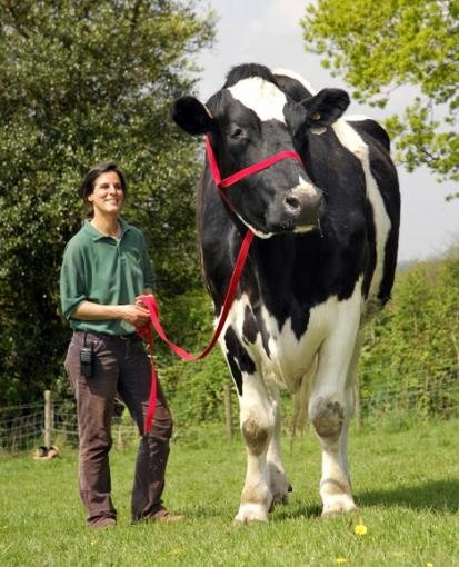La plus grosse vache au monde