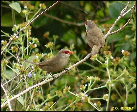 Oiseaux bouraillais