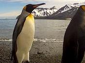 pingouins dansent devant GoPro